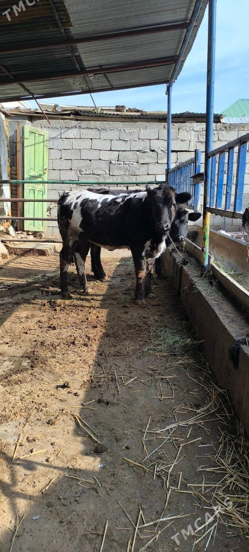 Ökuz Tûwe - Çoganly - img 1