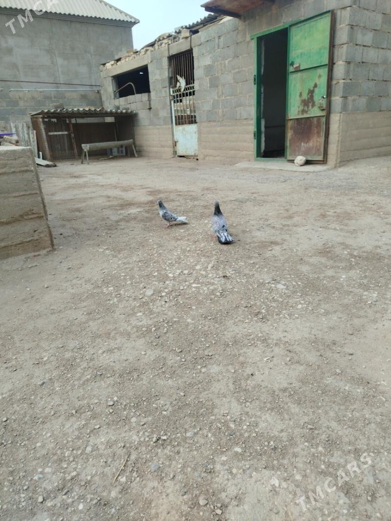 kepdei - Gumdag - img 1