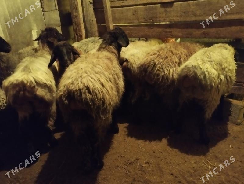 Tokly işşek - Aşgabat - img 1