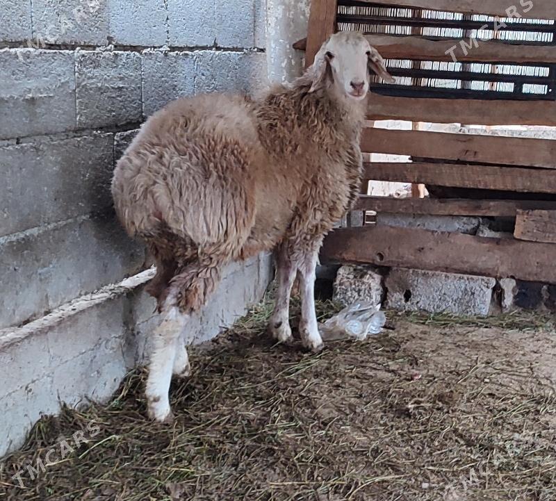 гоюн,goyun - Багир - img 1