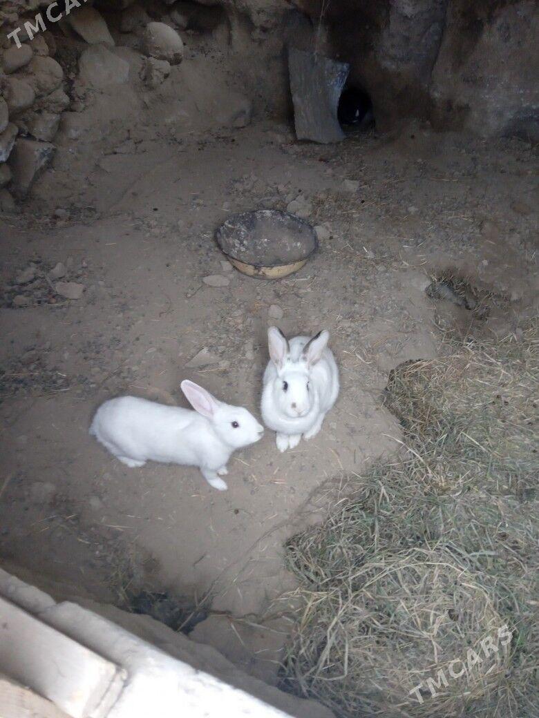 towşan - Magtymguly - img 1