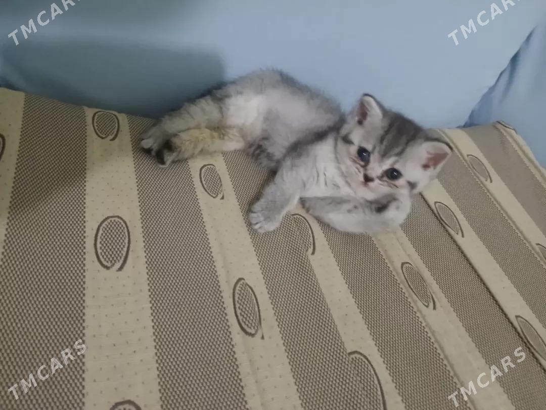 шотландские котята шиншилы - Aşgabat - img 1