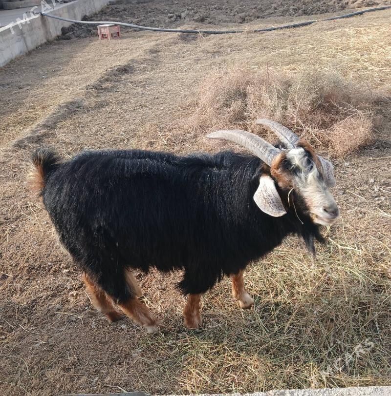 Teke - Bäherden - img 1