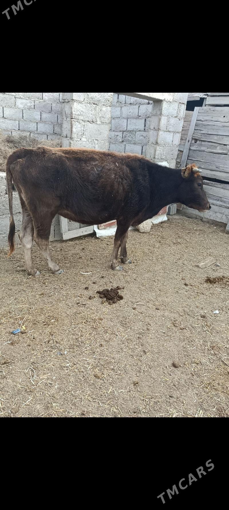 Sygyr - Etrek - img 1