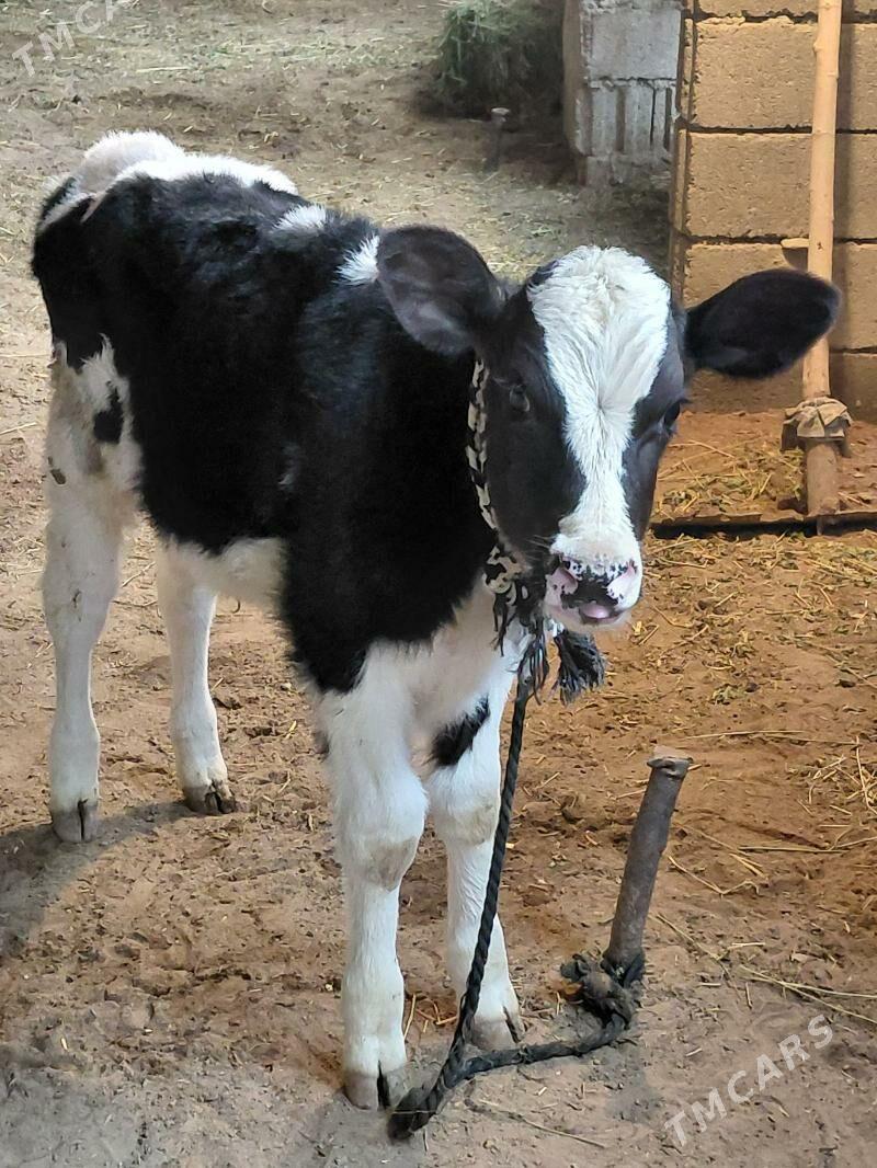 GOLELI SYGYR - Бахарден - img 1