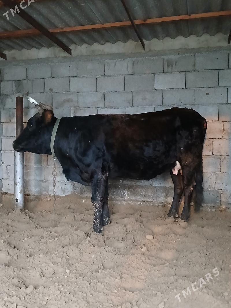 GÖLELI SYGYR - Гёкдепе - img 1