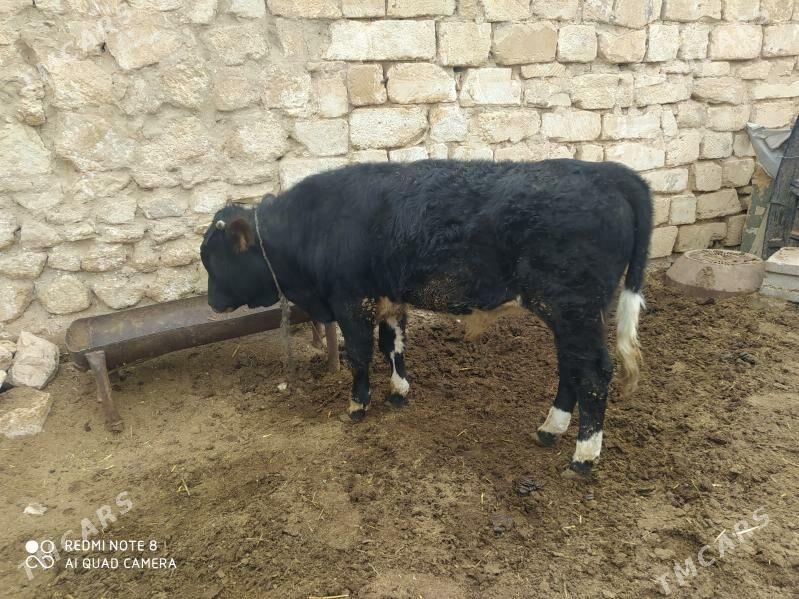 окуз - Gyzylarbat - img 1