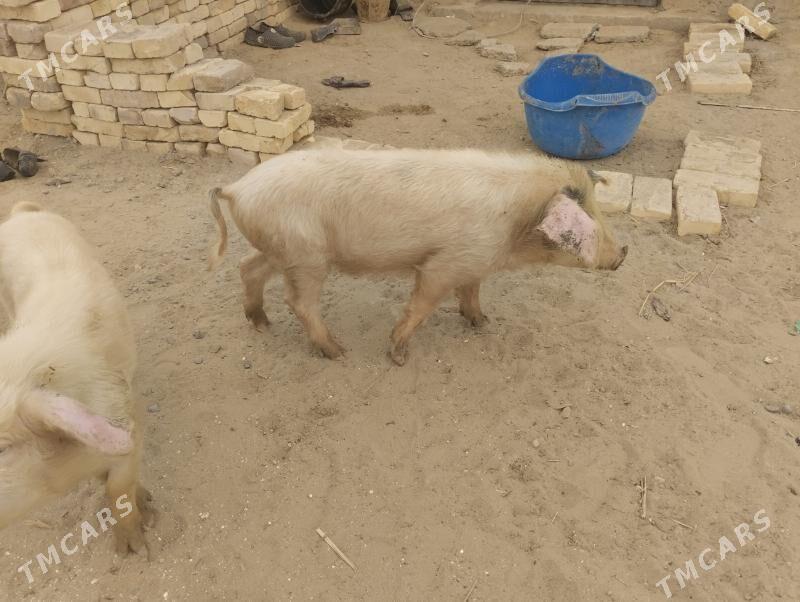 donuz - Сейди - img 1