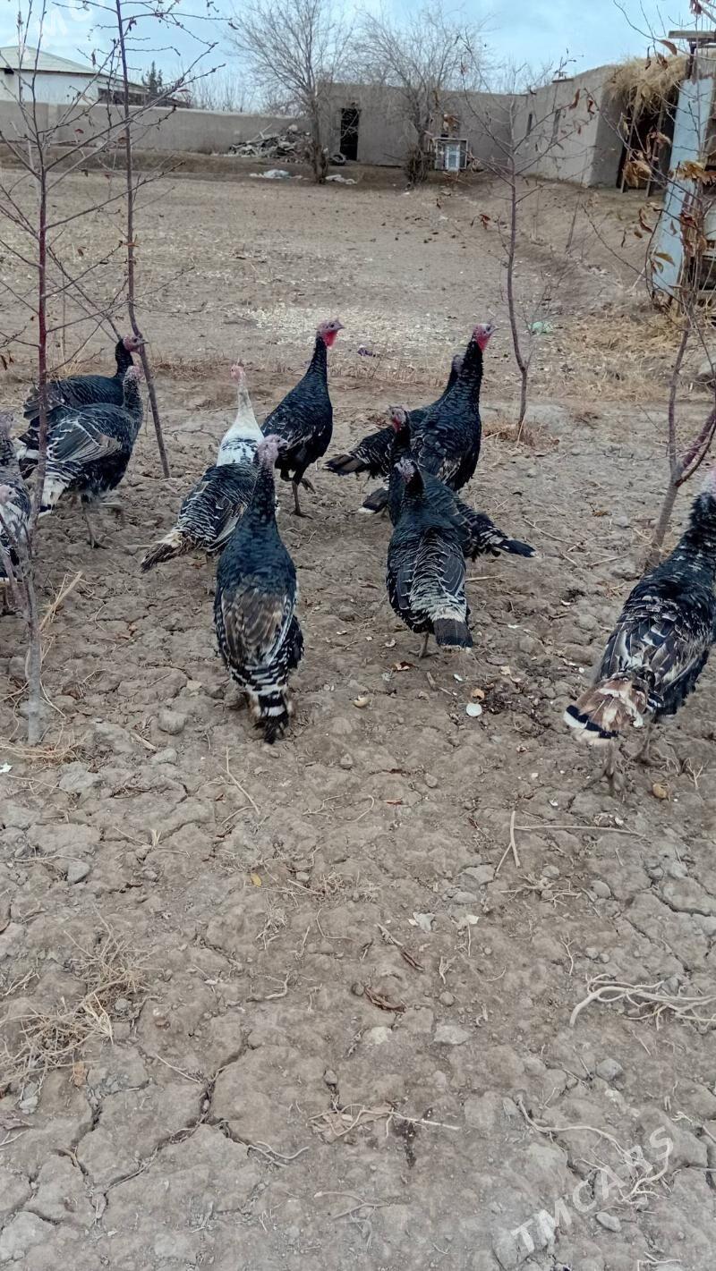 induk - Şabat etr. - img 1