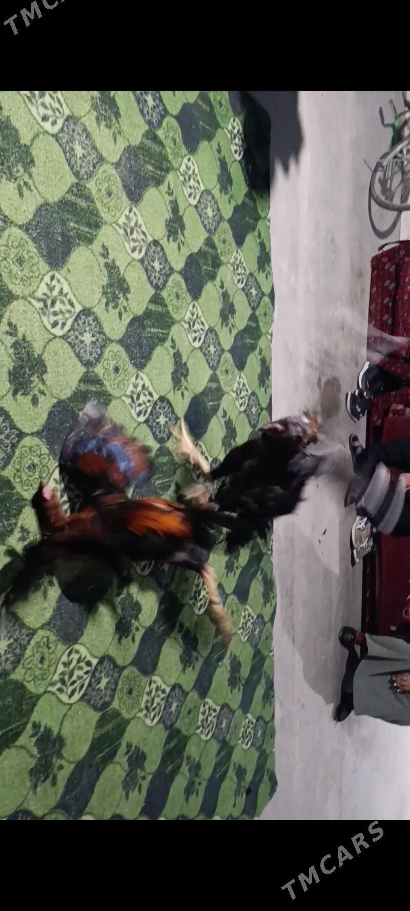 Baýsok - Dänew - img 1