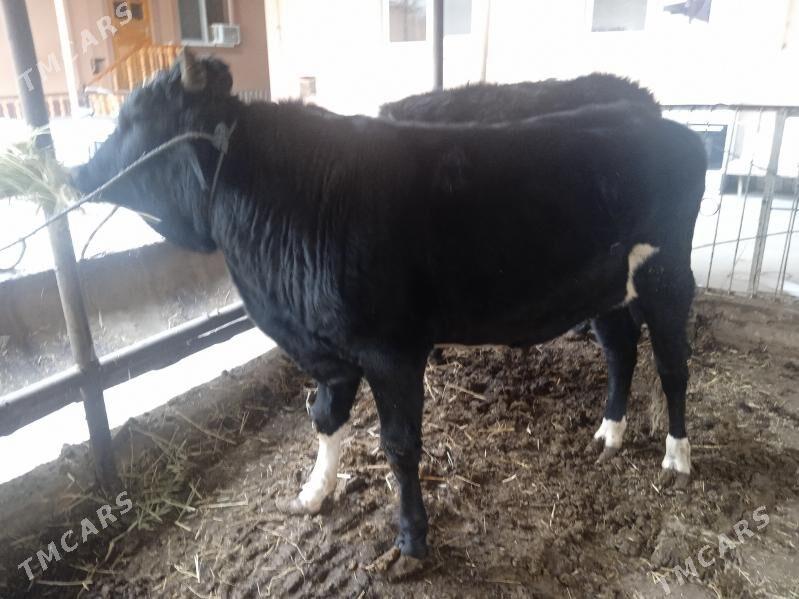 3 sany parodny öküz - Туркменабат - img 1