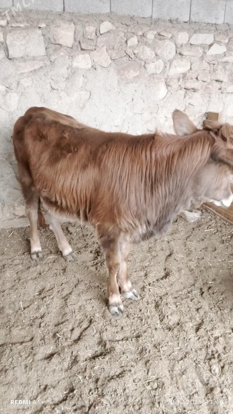 Gaçar - Балканабат - img 1