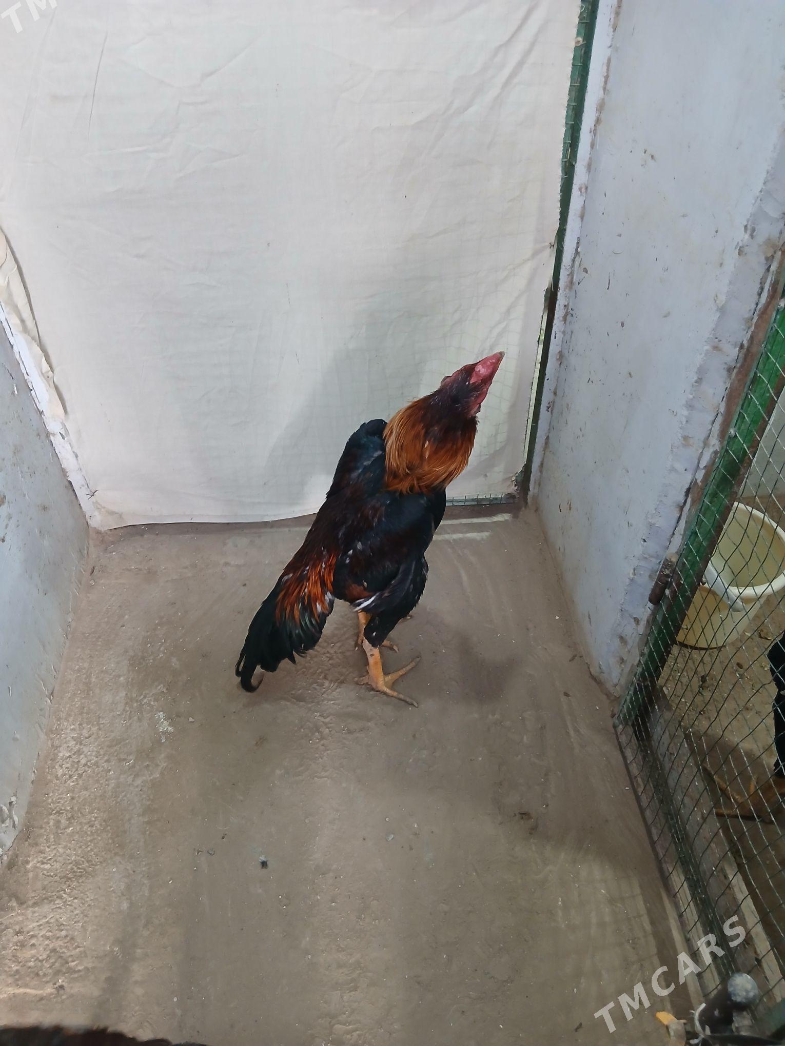 taskent horaz - Aşgabat - img 1