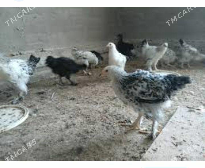 Juyje - Murgap - img 1