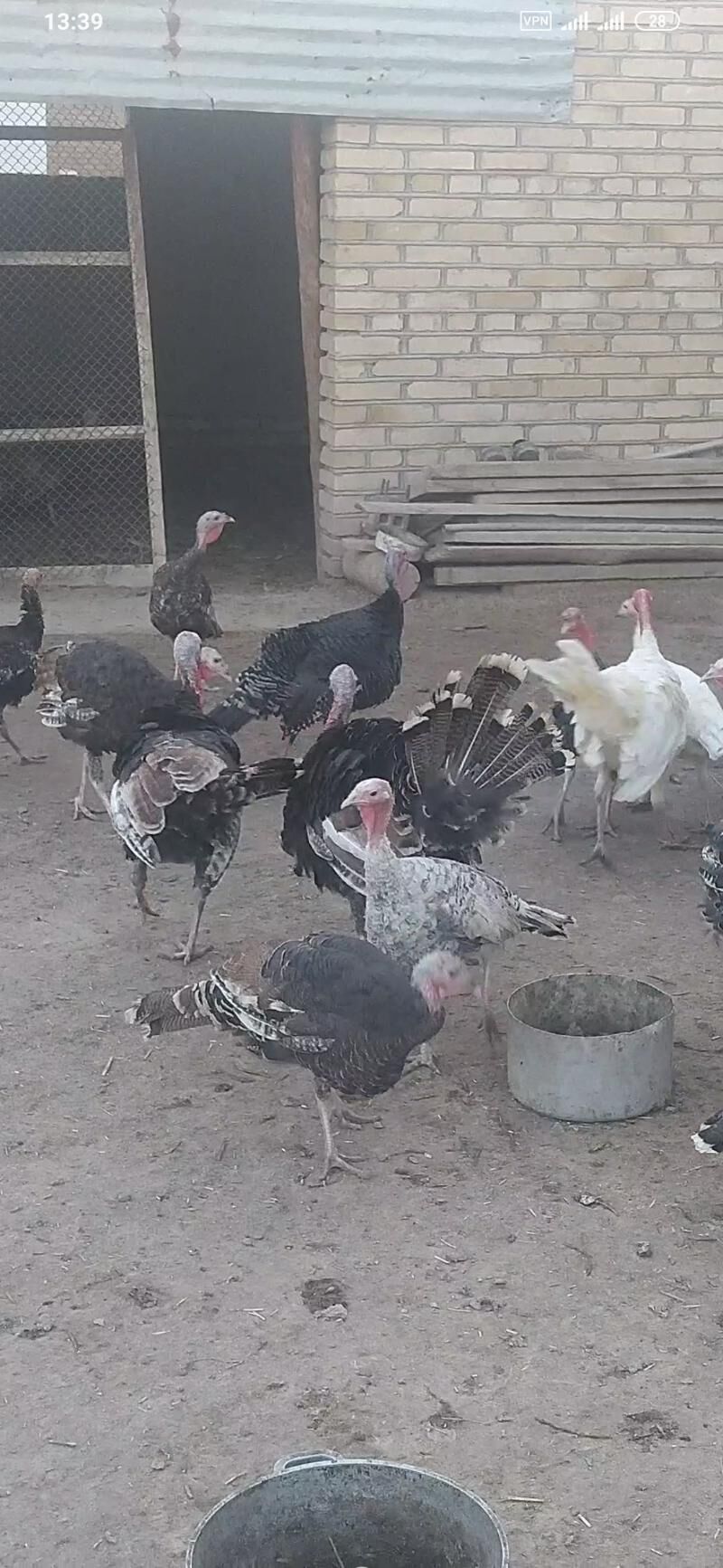 induklar - Türkmengala - img 1