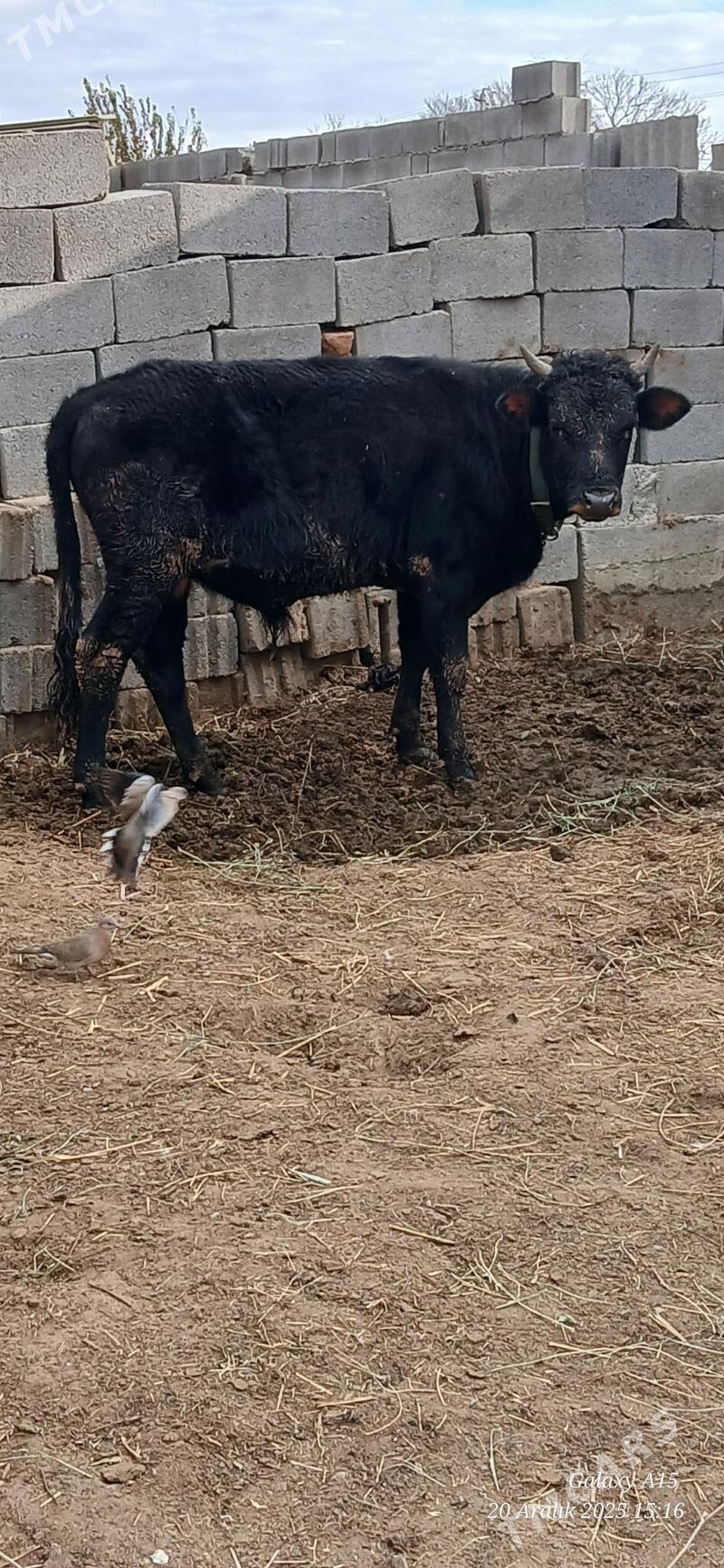 Okiz - Bäherden - img 1