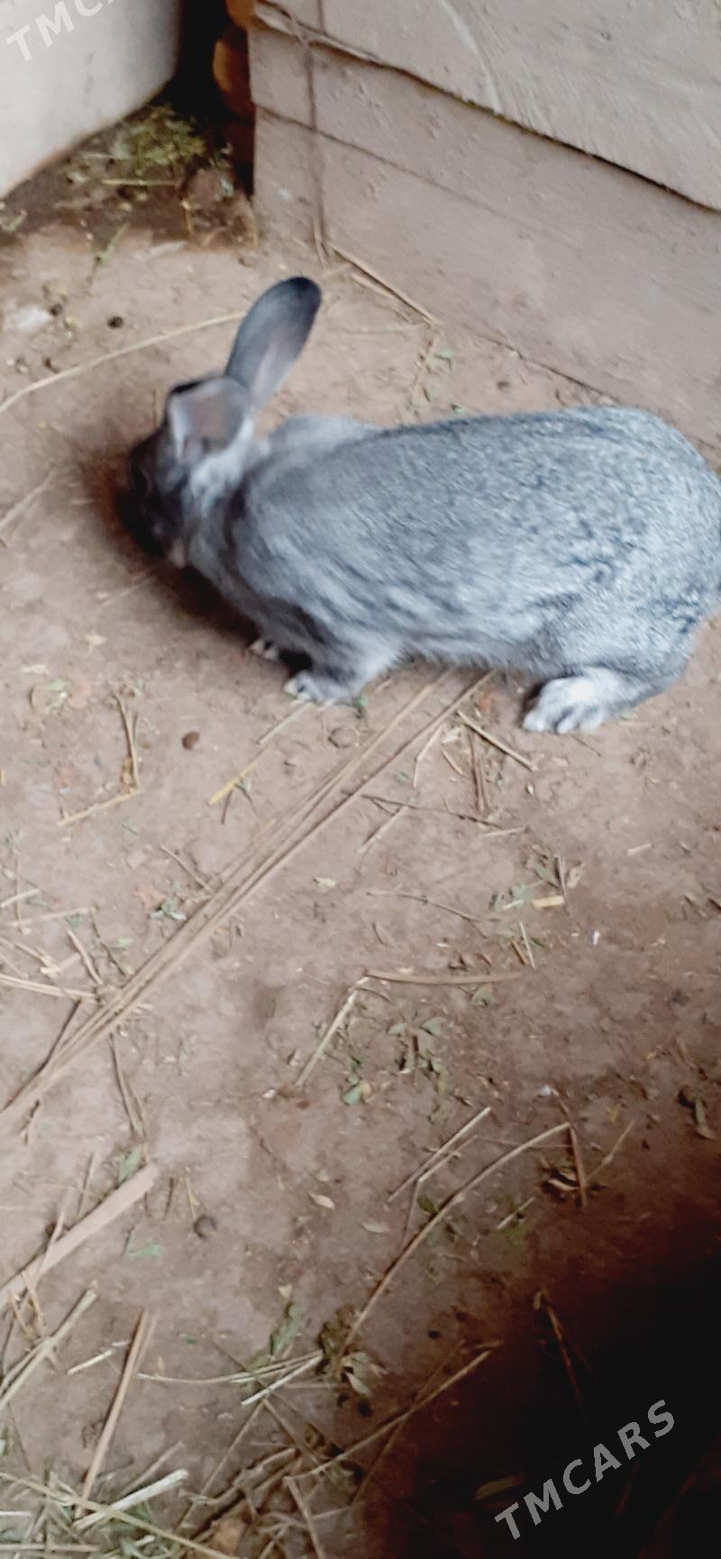 towsan - Çärjew - img 1