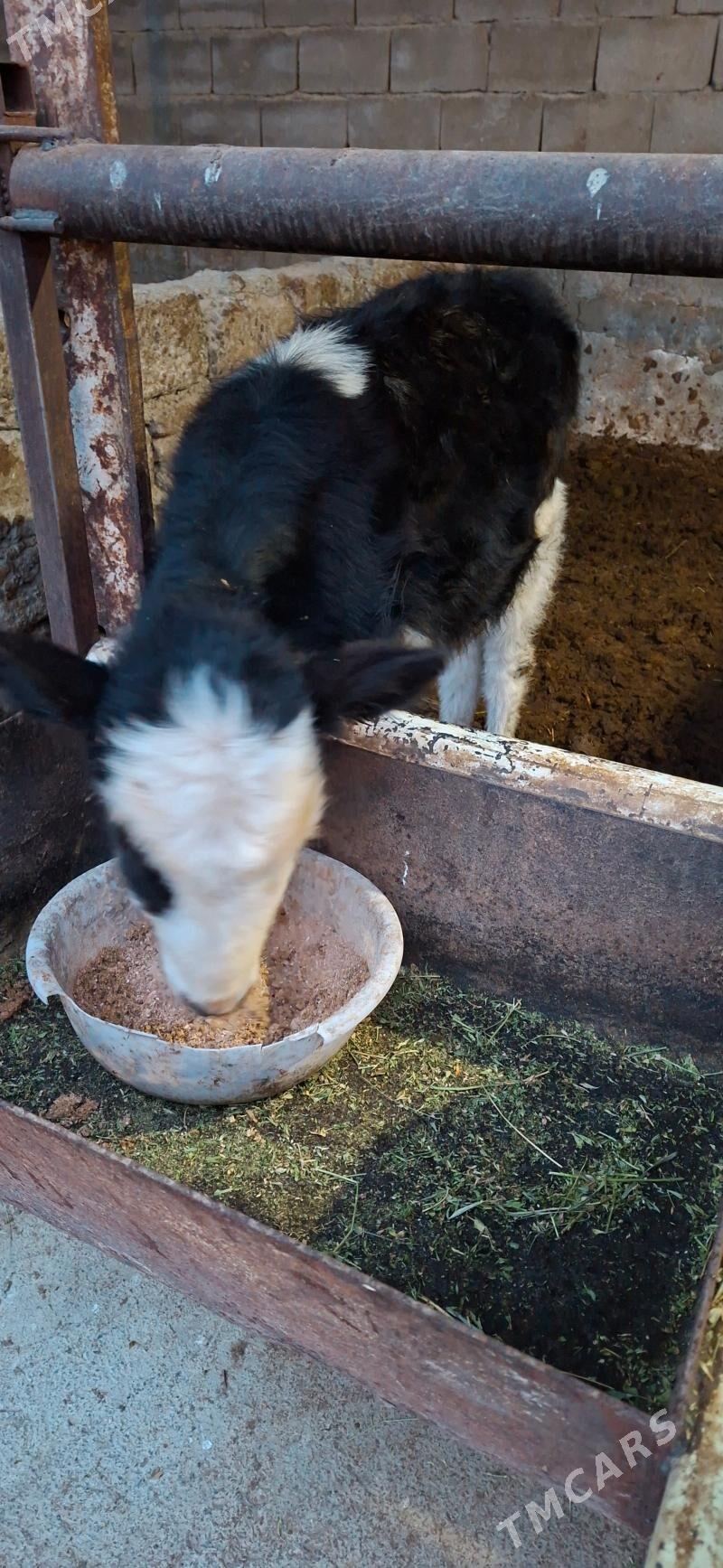 Öküz Tuwe - Aşgabat - img 1