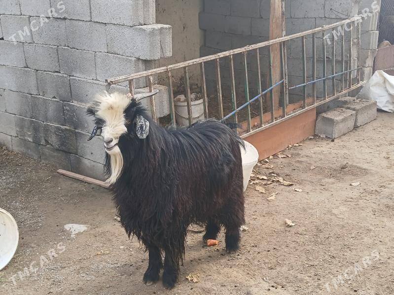 Geci - Ашхабад - img 1