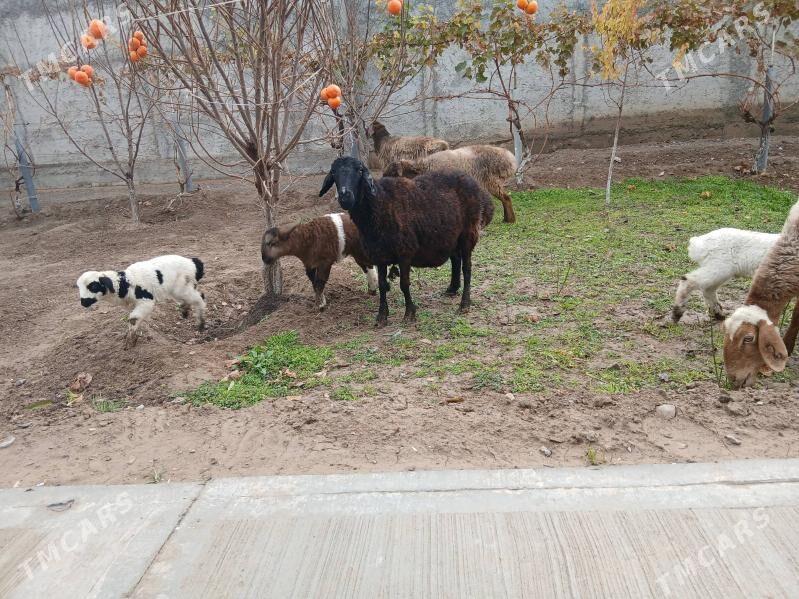 Gisar - Багир - img 1