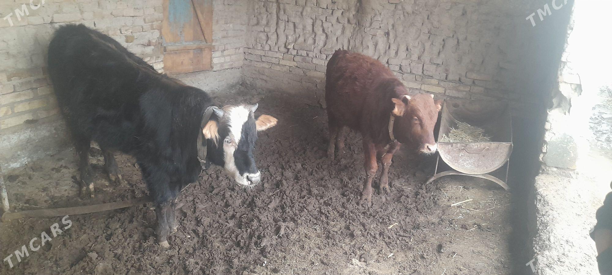 tohum öküz - Murgap - img 1