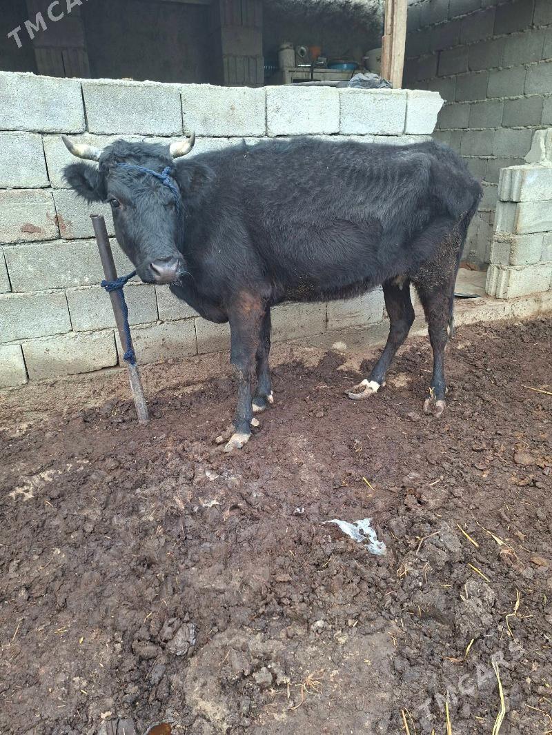 gysyr sygyr - Garadamak Şor - img 1