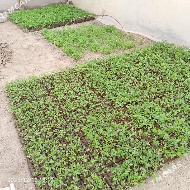 pamidor nahal - Чарджоу - img 1