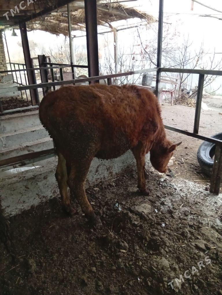 Gunajyn - Чарджоу - img 1