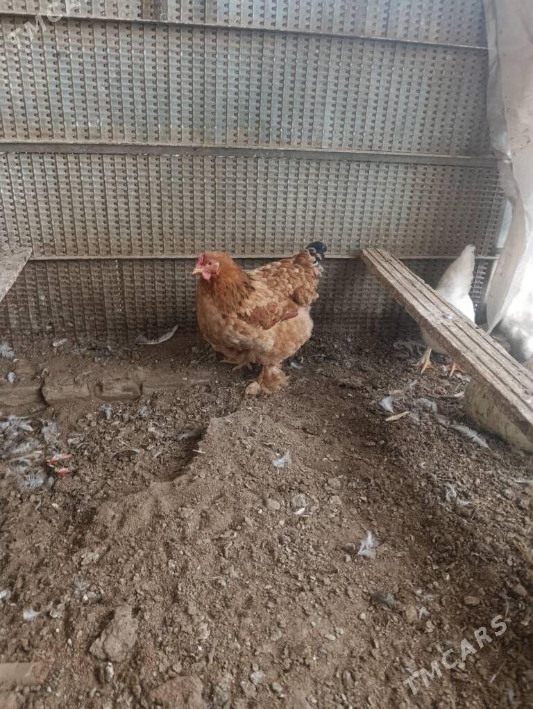 brama - Дянев - img 1