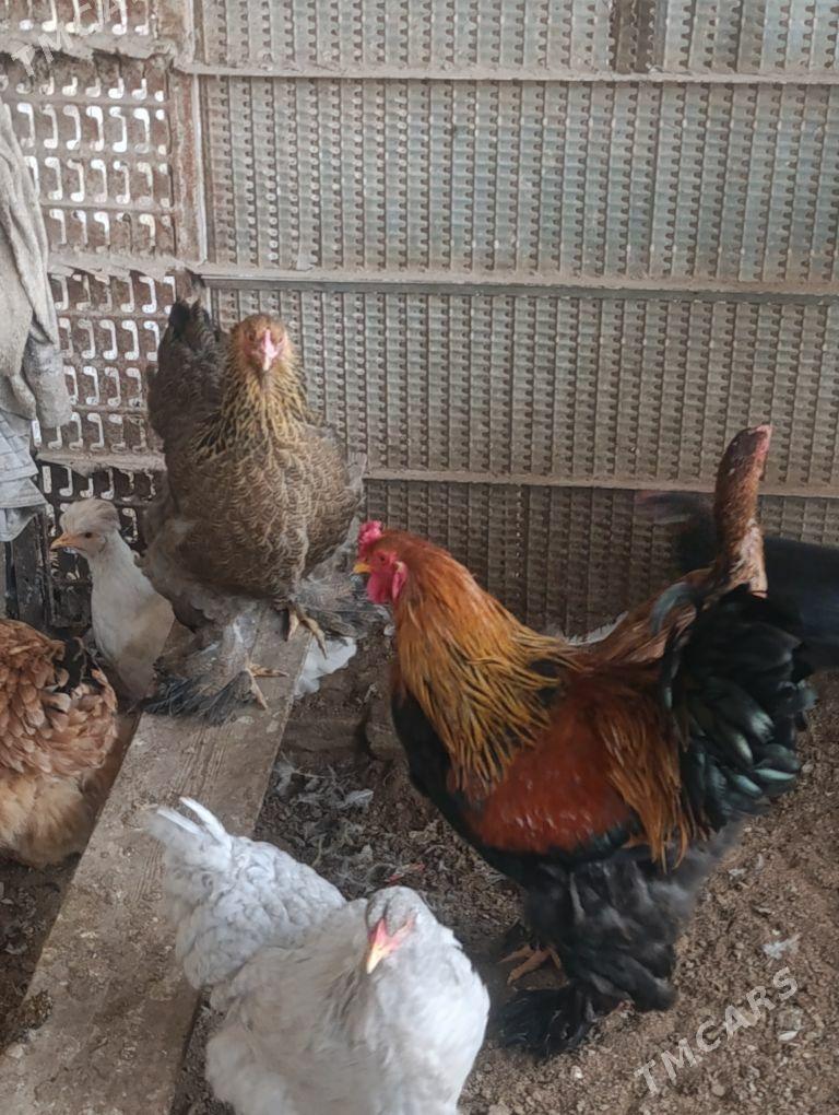 brama - Дянев - img 1