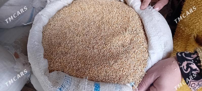 tary - Türkmenabat - img 1