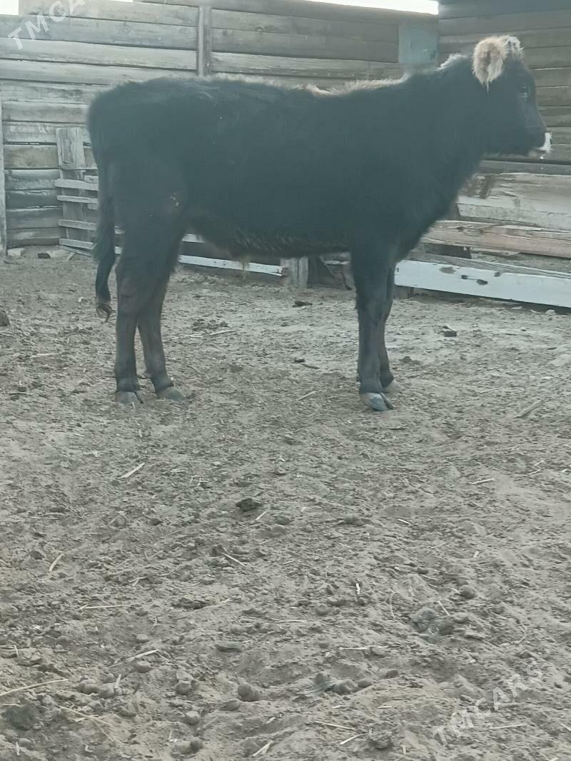 Öküz - Bereket - img 1