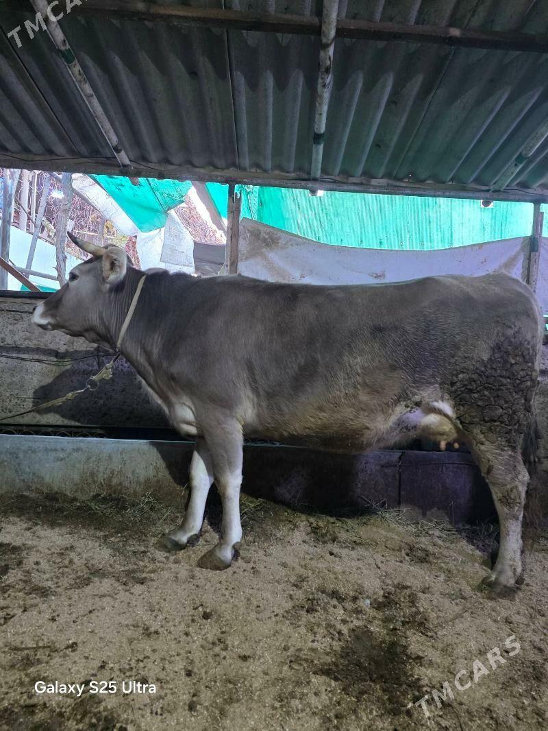 sagylyan sygyr - Gökje - img 1