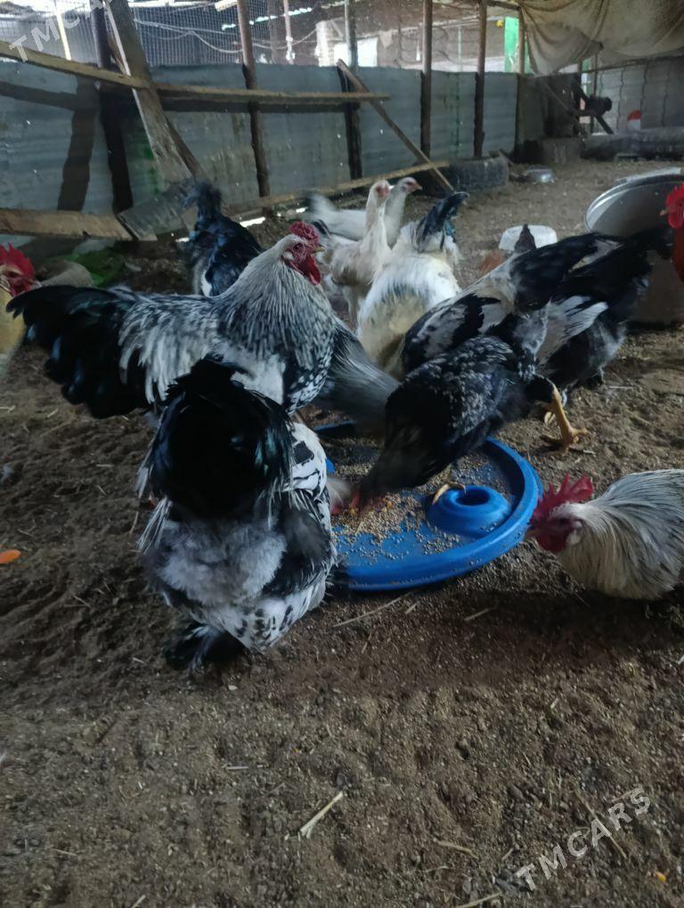 brama silver - Дянев - img 1