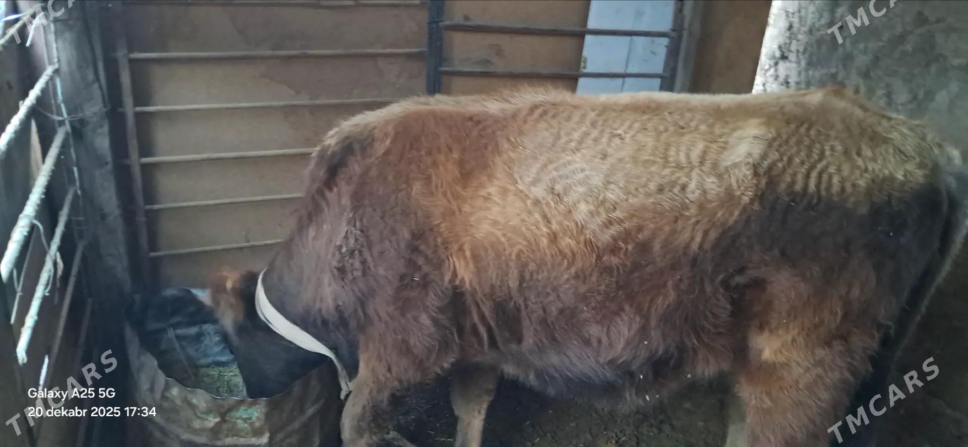 Okuz - Sarahs - img 1