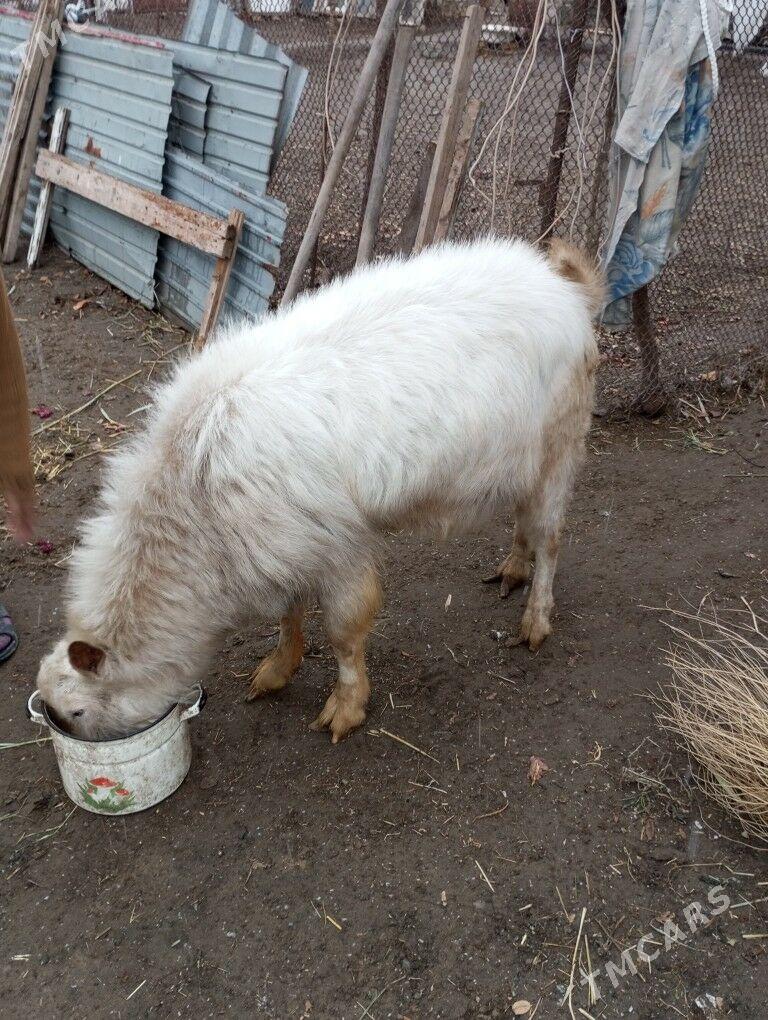 geci - Туркменабат - img 1