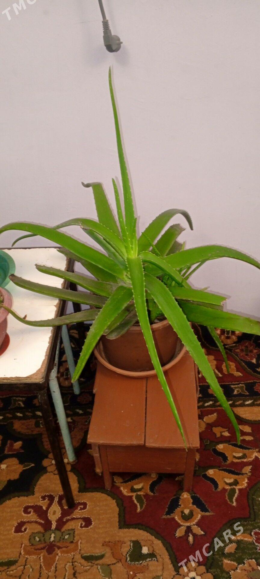 Aloe - Хитровка - img 1