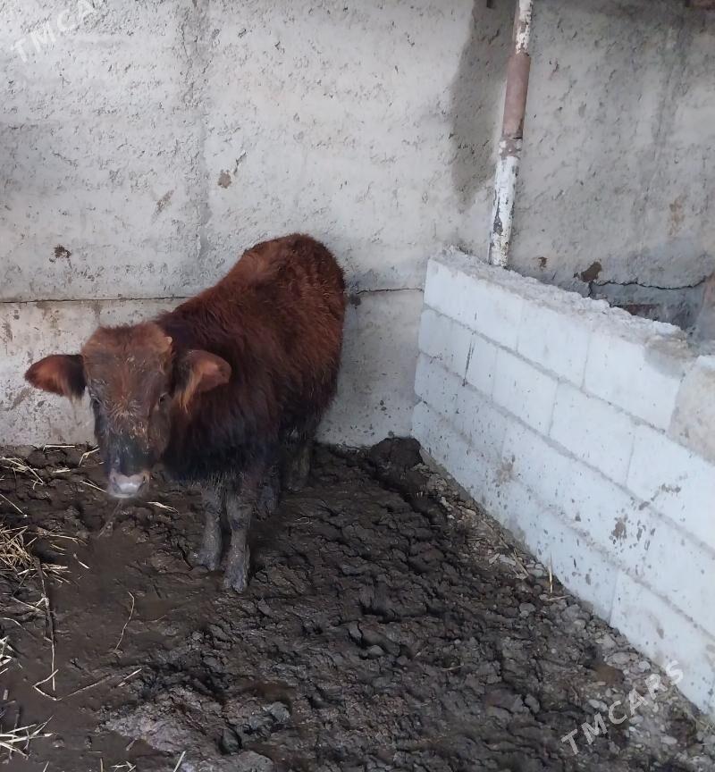 Okuzce - Ашхабад - img 1