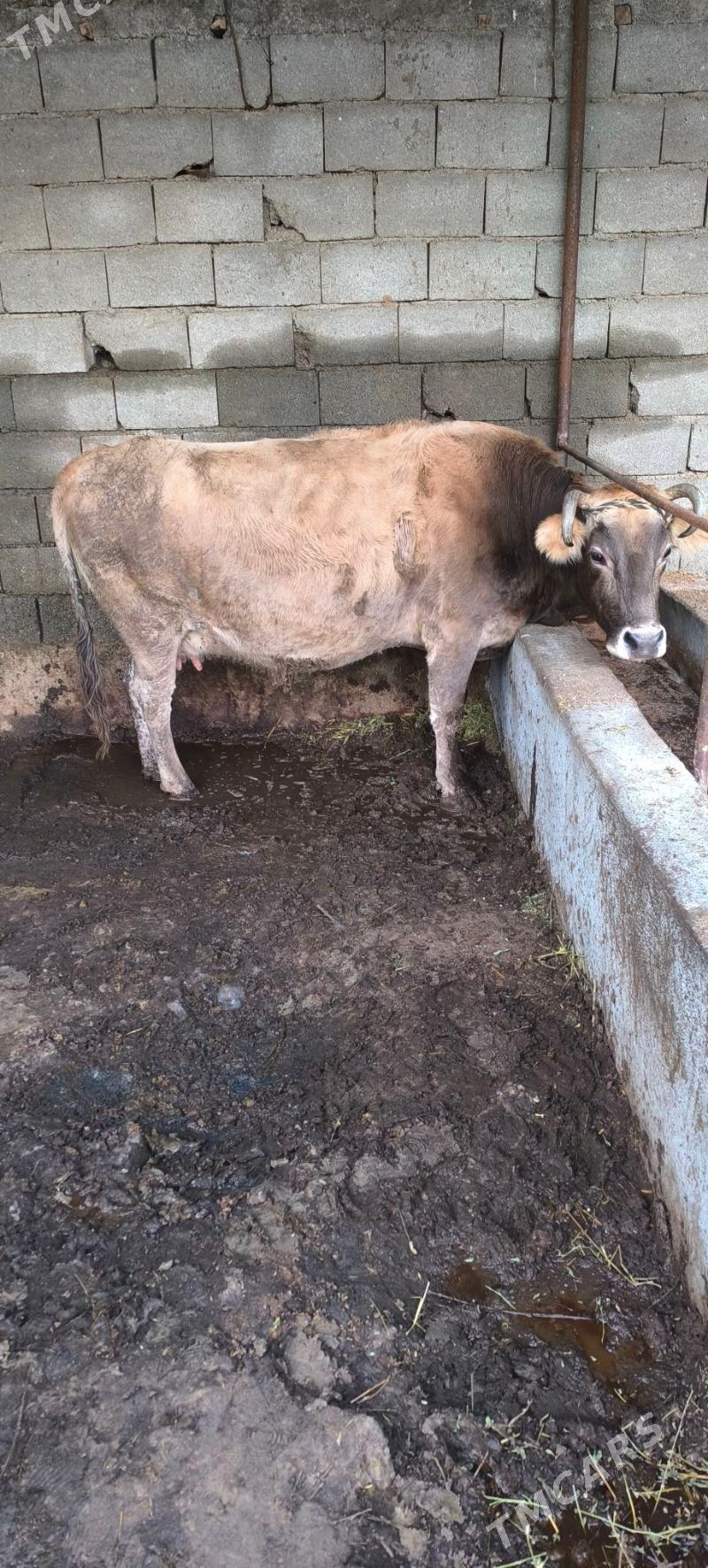 BOGAZ AGYR - Чоганлы - img 1