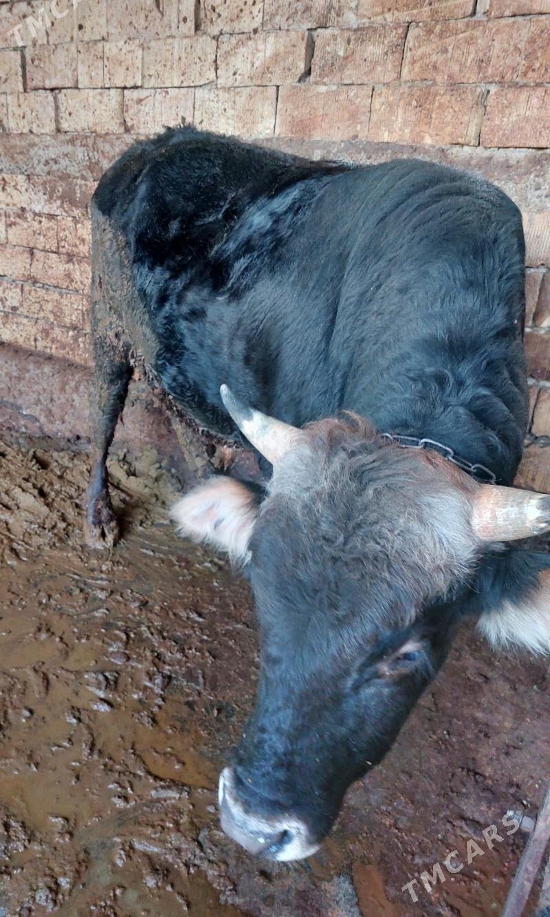 okuz - Гарадамак Шор - img 1