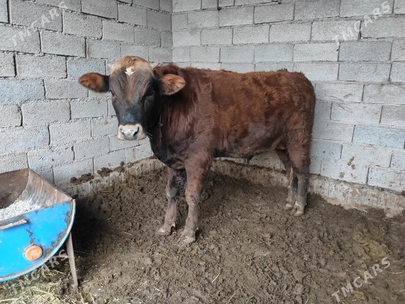 Öküzler - Векильбазар - img 1