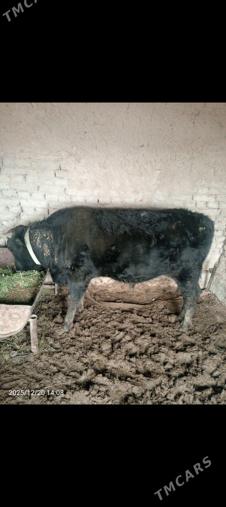 öküz - Mary - img 1