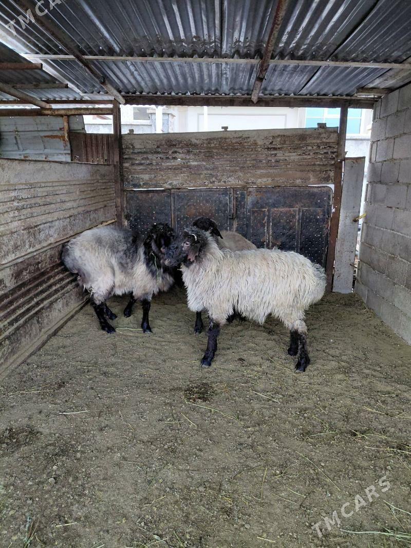 goýun - Багир - img 1