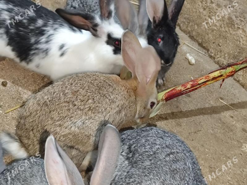 TOWSANLAR - Aşgabat - img 1