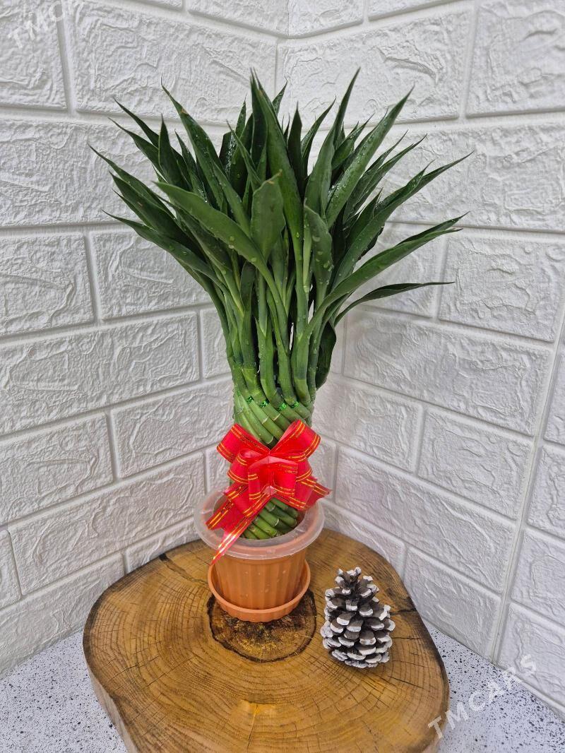 бамбук подарочный - Moskowskiý köç. (10 ýyl abadançylyk şaýoly) - img 1