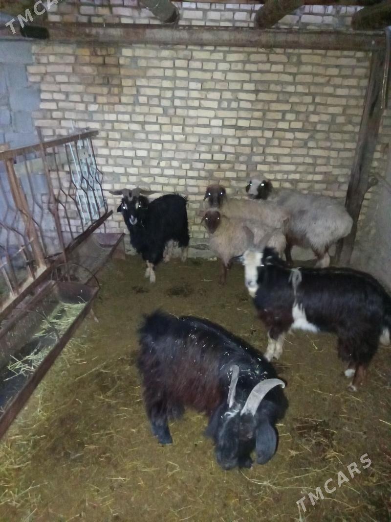 erkec bicilen - Bäherden - img 1