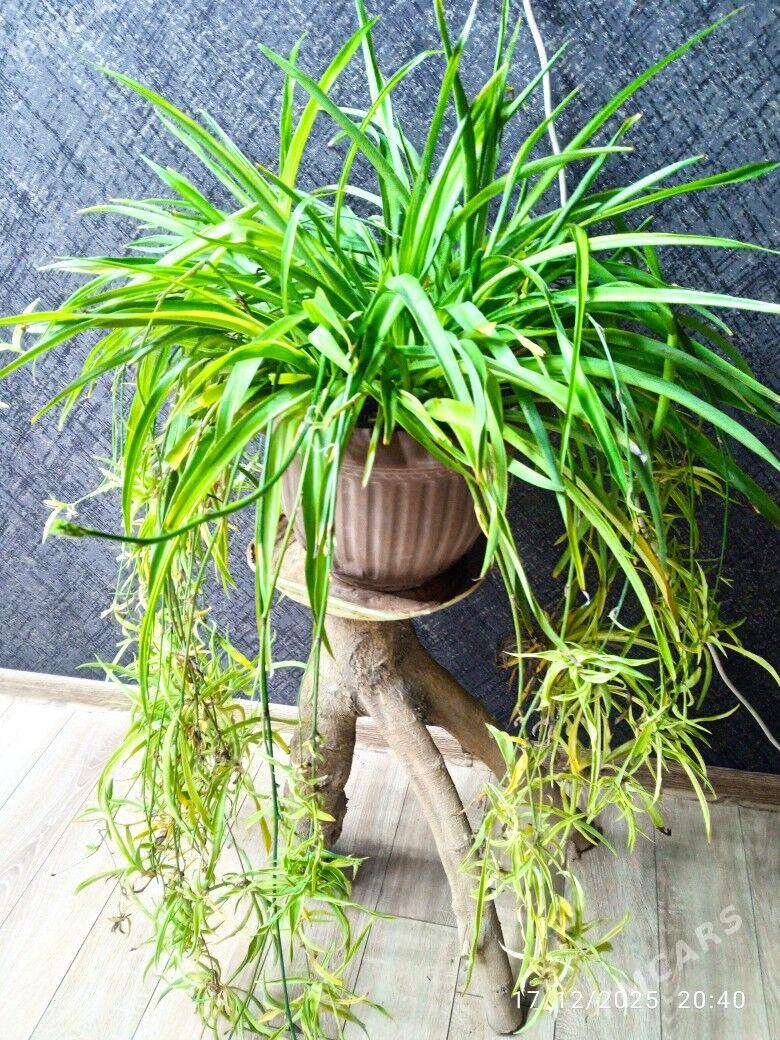 Masgala agzybirligi ösümlik - Ашхабад - img 1