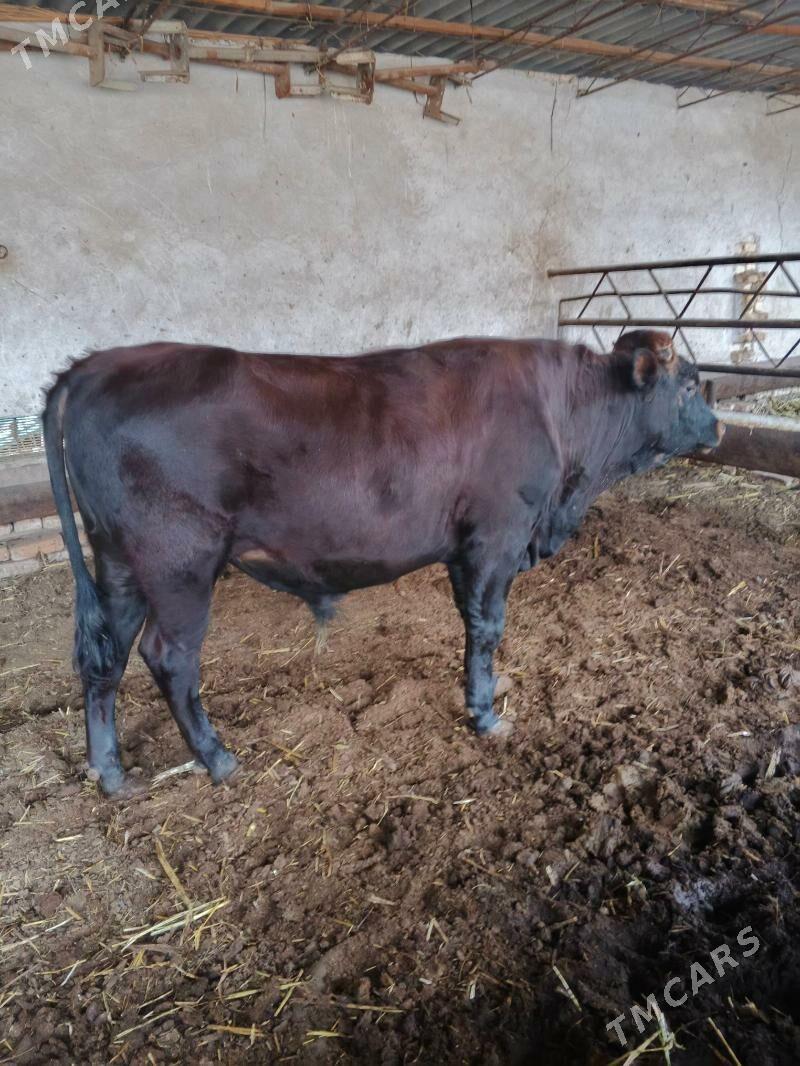 okuz unajyn - Туркменабат - img 1