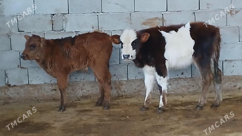 okuz tuwe - Herrikgala - img 1