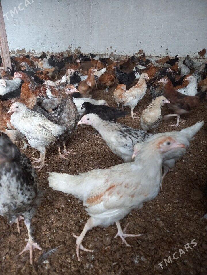 towuk juje - Mary - img 1